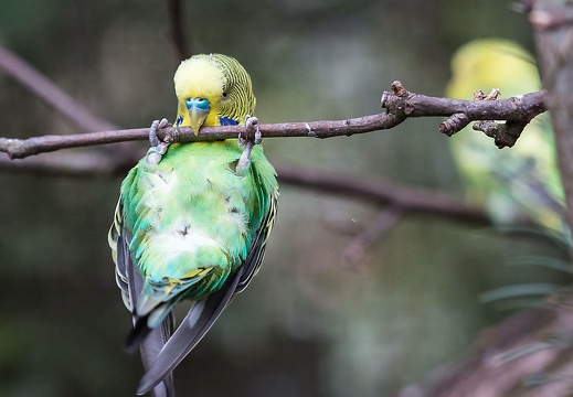 150531 Tierpark Nordhorn