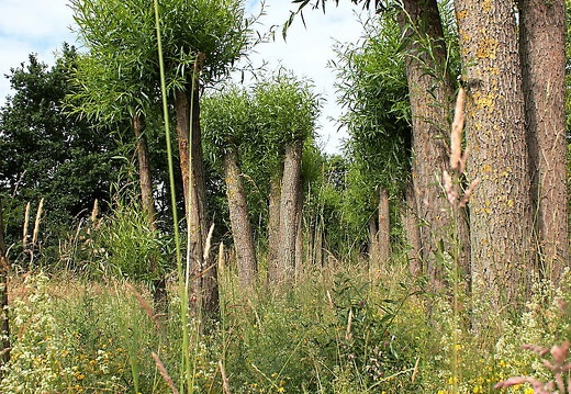  mg 7834 20150715 1445147503