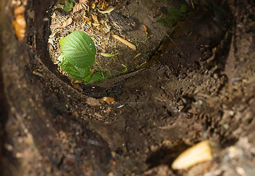  mg 0095 20150904 1514517389