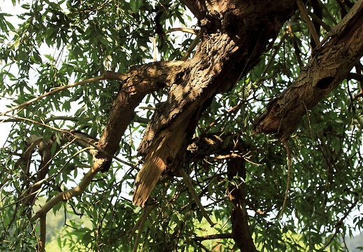  mg 7969 20150819 1867414493