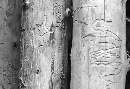 bramsche barenau juli 2015-011 20160308 1971691270