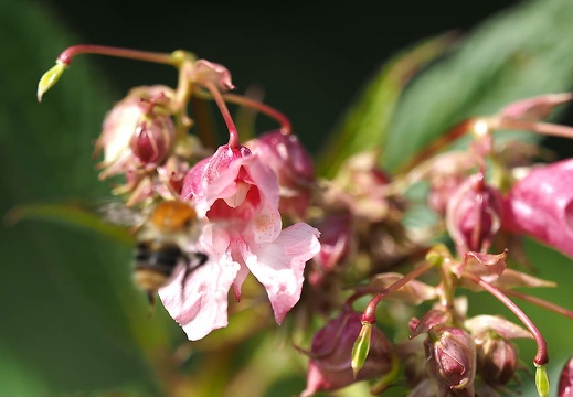 bramsche barenau juli 2015-065 20151206 1099768096