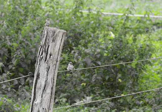 bramsche barenau juli 2015-123 20151206 1684165189