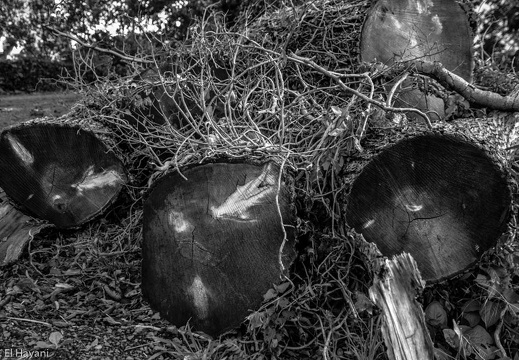 dsc 0056 20150906 1905609861