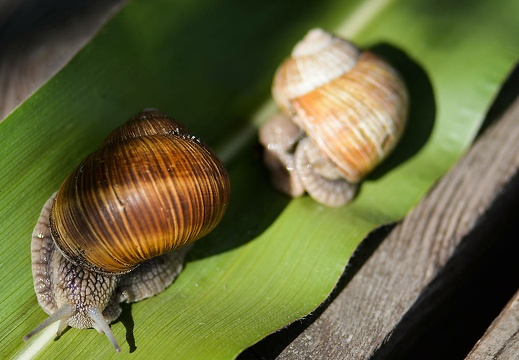 dsc 0078 20150906 1927987383