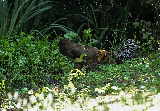 dsc 0096 20150906 1490460090