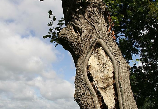 img 0795 20150830 1842431577