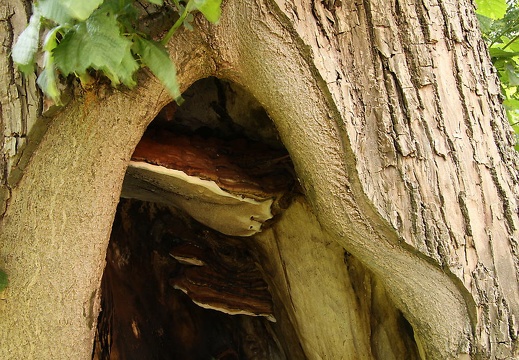 img 0849 20150830 1067234409