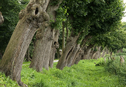 img 0875 20150830 1387914188