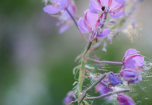 dsc 0182 20150921 1068940629