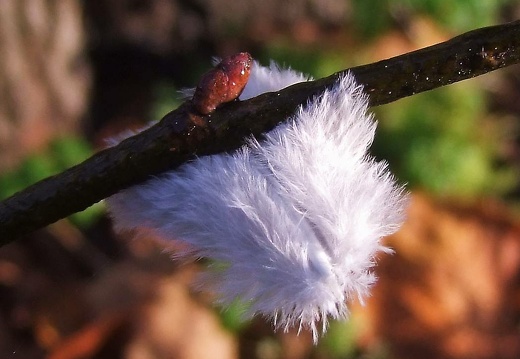 2011 1120buergerpark0143 20151212 2089930712