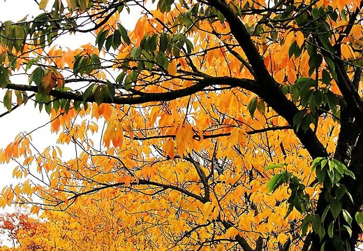  mg 0008 20151123 1037351705