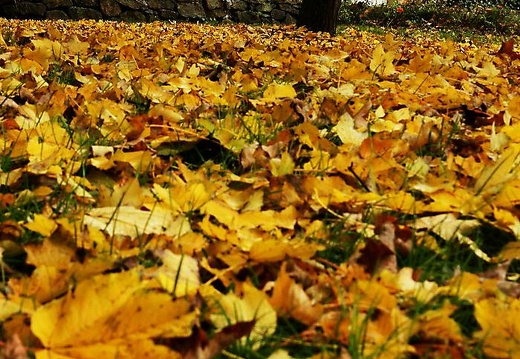  mg 9906 20151123 1738864203