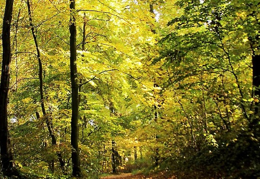  mg 9970 20151123 2087398489