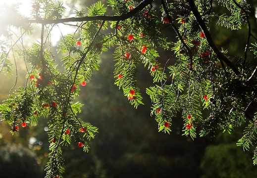  mg 9980 20151123 1254531572