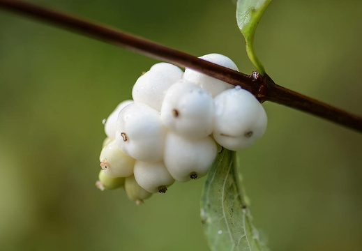 dsc 2186 20151206 1544194230