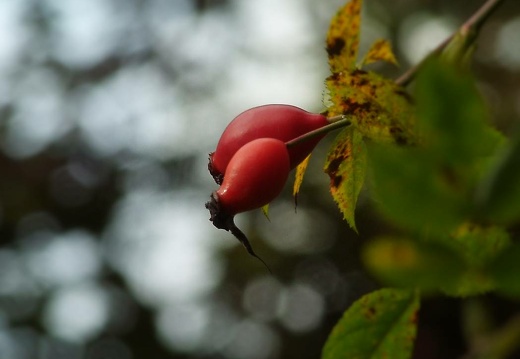 dscf8093 2 20151212 1973535888