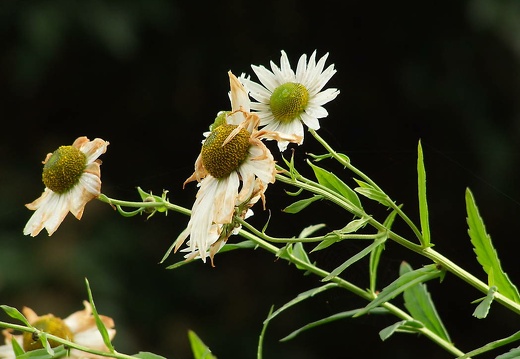 dscf8131 20151212 1426394839