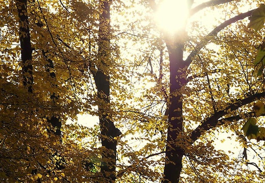 herbstfarben osnabrueck pkt 2015-033 20151206 2093607550