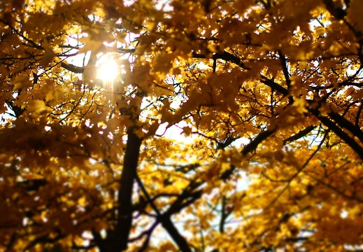 herbstfarben osnabrueck pkt 2015-068 20160307 1379157283