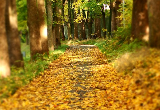 herbstfarben osnabrueck pkt 2015-084 20160307 2035565173