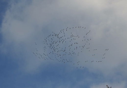 herbstfarben osnabrueck pkt 2015-092 20160307 1517036136