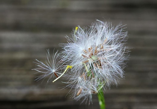 img 1369 20151212 1837263770