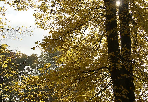 img 3623 kopie 20151115 1821195081