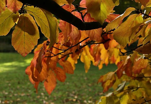 img 3707 20151115 1535871929