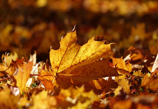 151025 Herbststimmung Bürgerpark Osnabrück