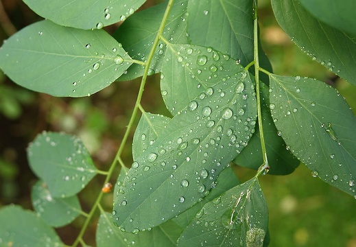 xxdsc00056 20151117 1349947198