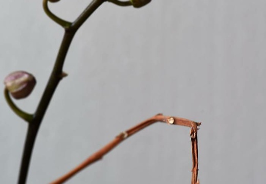 dsc 0041 2 20151208 2026779517