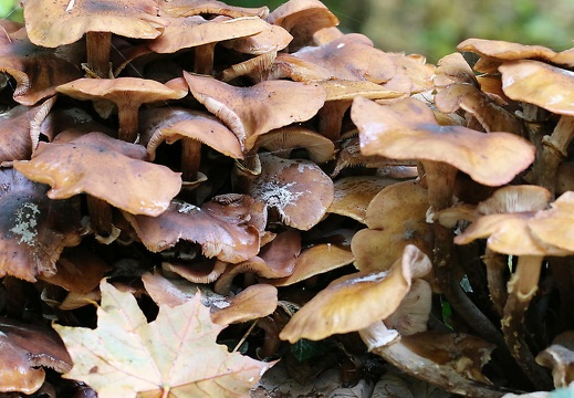 herbstbilder 5 20151215 2012792196