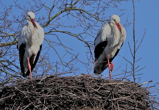 dsc03416 20180321 2038548820