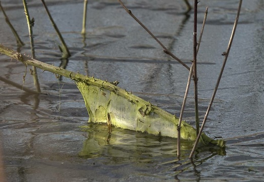 dsc03432 20180321 1764899661