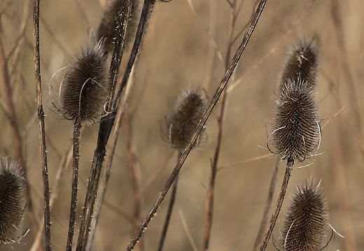 img 5830 20180318 1346343742