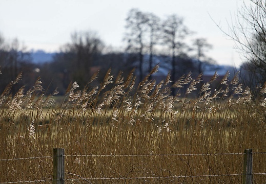 img 5882 kopie 20180318 2071650421