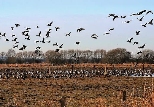 img 6287 20180321 1204534753