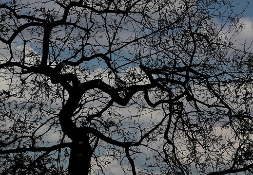 baum 2 20181128 1516260570
