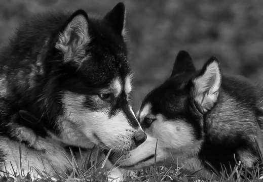 img 0374-2 20190203 1418793761