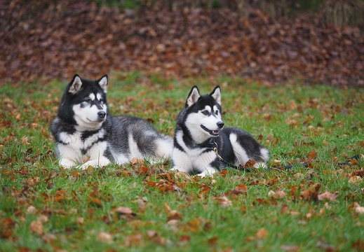 p1270616 20190210 1930821202