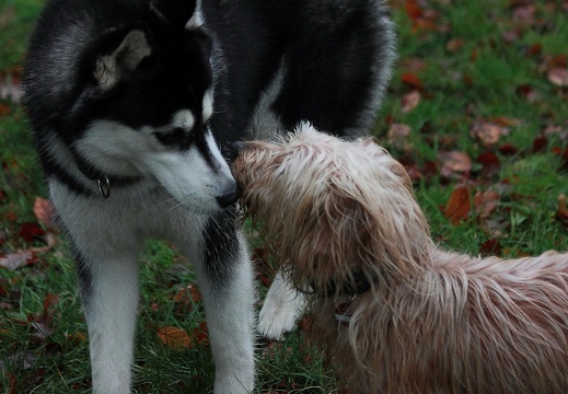 schaerfe nachgestellt 28012019 20190131 1655701175