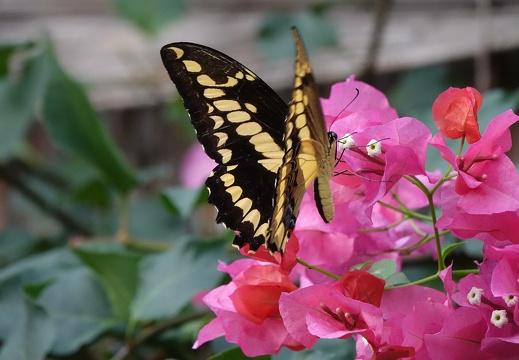 dsc05377 20190310 1489102179