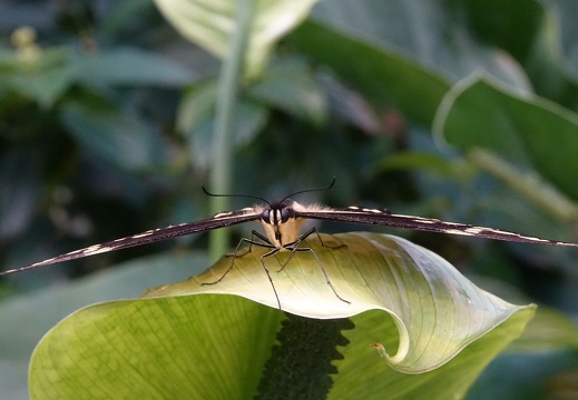 dsc05500 20190310 1628862966