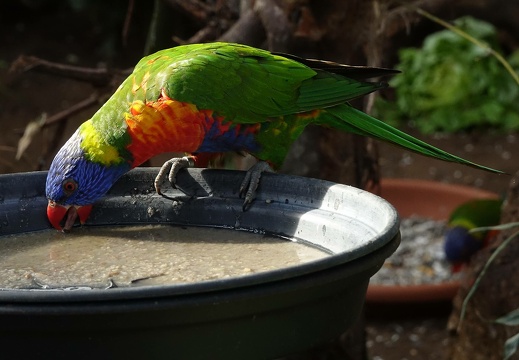 dsc05573 lori 20190401 1399365071