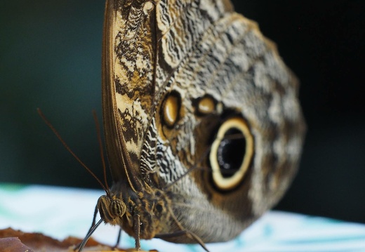 emsflower feb 2019 -065 20190310 1598847539