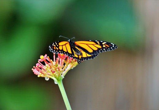 img 0819 20190310 1732339091