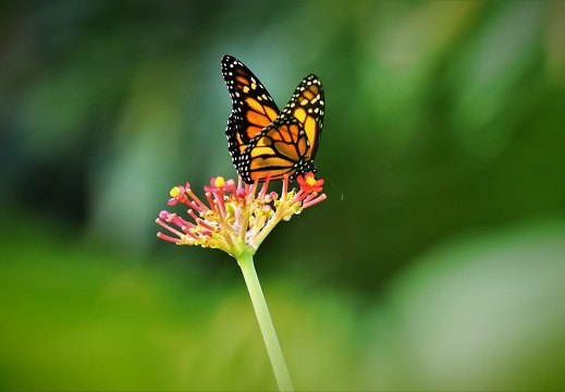 img 0828 20190310 1847387824