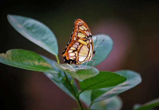 img 0933 20190310 1856134034