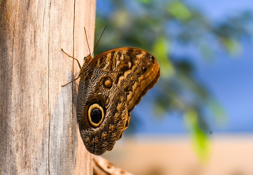 me7 2415 20190309 1916730259